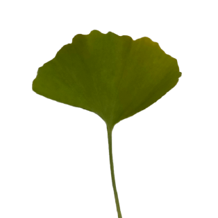 Icon Ginkgobaum