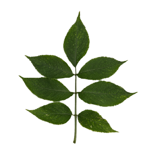 Icon Schwarzer Holunder