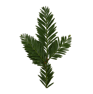 Icon Küsten-mammutbaum