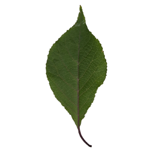 Icon Liebesperlen-strauch