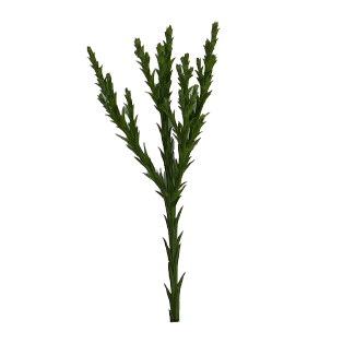 Icon Riesen Mammutbaum