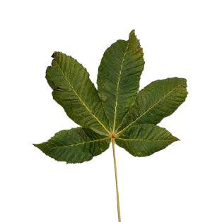 Icon Gewöhnliche Rosskastanie