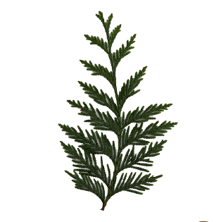 Icon Thuja