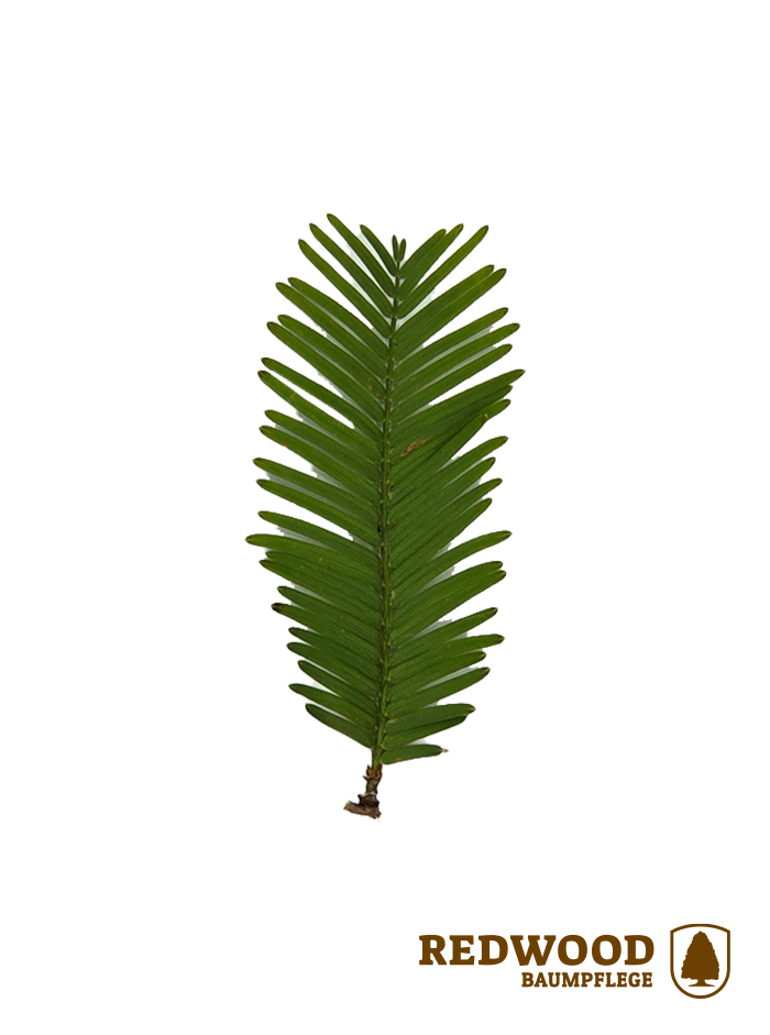 Icon Urweltmammutbaum